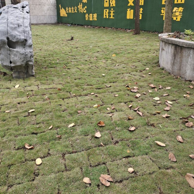 马尼拉草皮工程货