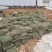 马尼拉草皮工程货