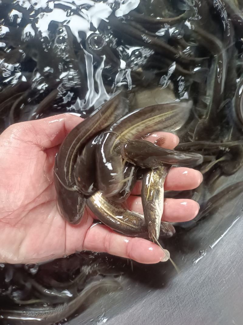 大口鲶鱼苗渔塘直供，一手货源技术指导养殖无忧
