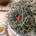 新鲜干货云南野生中药材白花蛇舌草百花蛇舌草蛇舌草