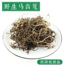寻百草野生马齿苋药材马齿笕干药用马齿菜菜中药马苋菜食用