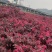 红花继木小毛球红花继木毛球红花继木红花继木小苗