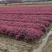 红花继木小毛球红花继木毛球红花继木红花继木小苗