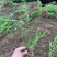 迎春种植基地自产自销货源充足价格合理常年供应