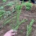 迎春种植基地自产自销货源充足价格合理常年供应