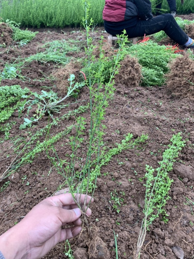 迎春种植基地自产自销货源充足价格合理常年供应