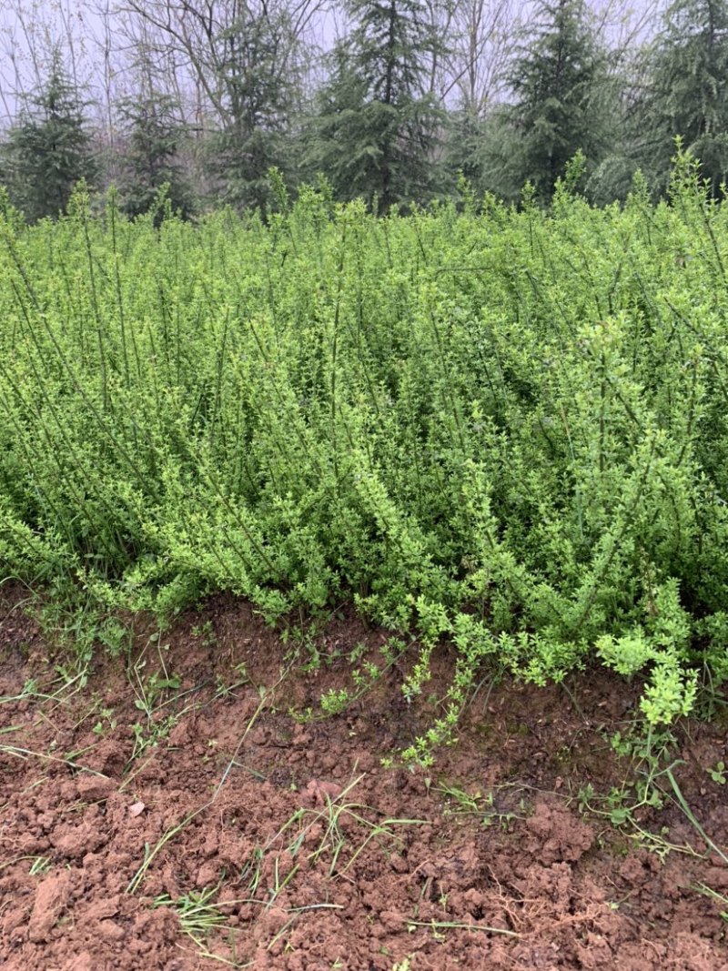 迎春种植基地自产自销货源充足价格合理常年供应