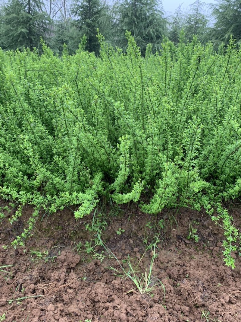 迎春种植基地自产自销货源充足价格合理常年供应