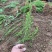 迎春种植基地自产自销货源充足价格合理常年供应
