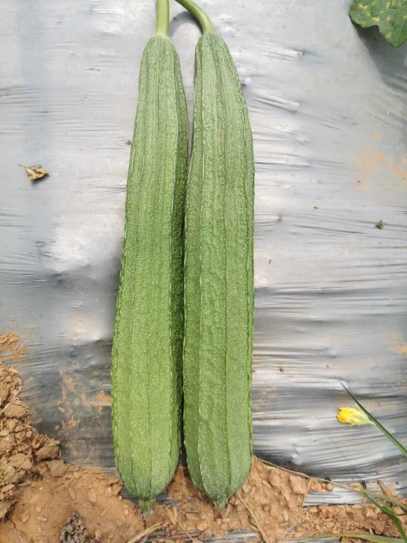 丝瓜6月份上市产地直供丝瓜苦瓜豆角青瓜香芋
