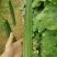 丝瓜6月份上市产地直供丝瓜苦瓜豆角青瓜香芋