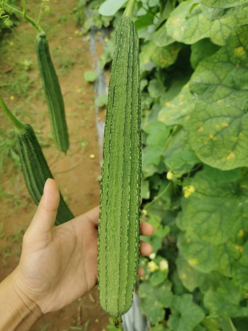 丝瓜6月份上市产地直供丝瓜苦瓜豆角青瓜香芋