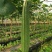 丝瓜6月份上市产地直供丝瓜苦瓜豆角青瓜香芋