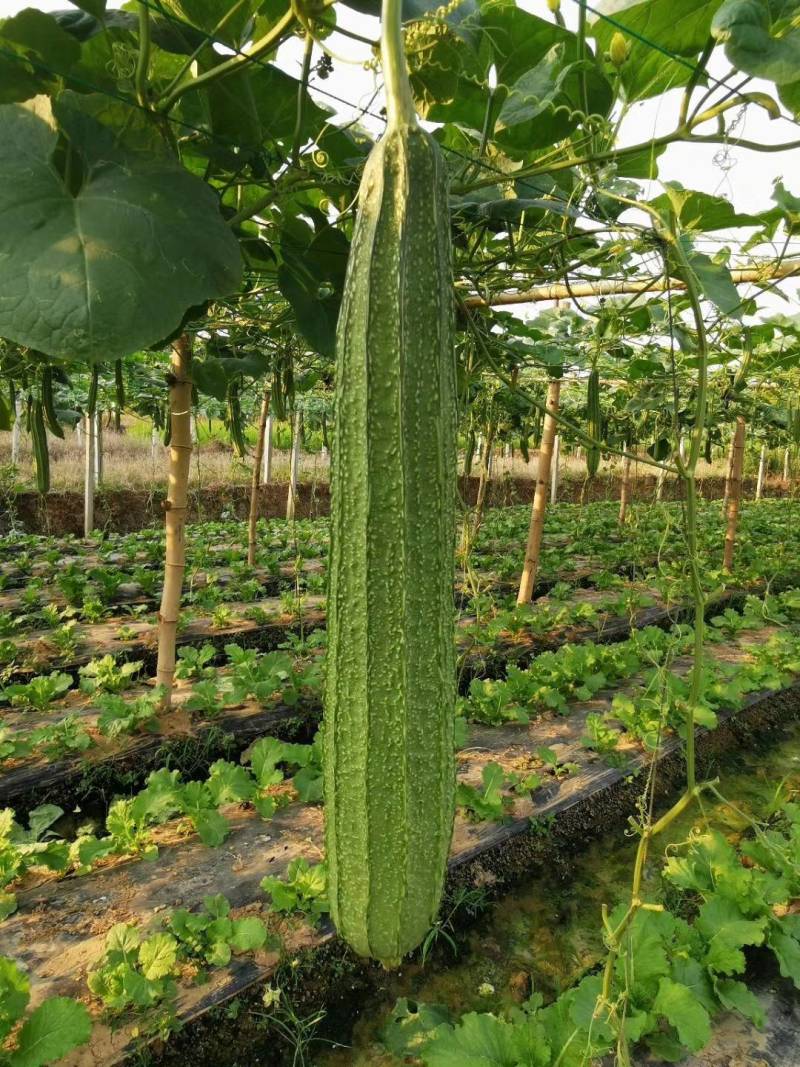丝瓜6月份上市产地直供丝瓜苦瓜豆角青瓜香芋