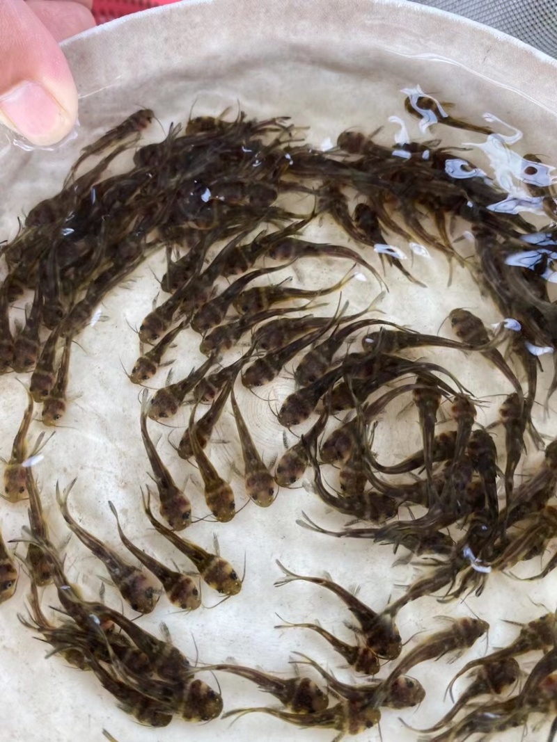 黄骨鱼，雄性黄桑黄腊丁优质鱼苗包质量
