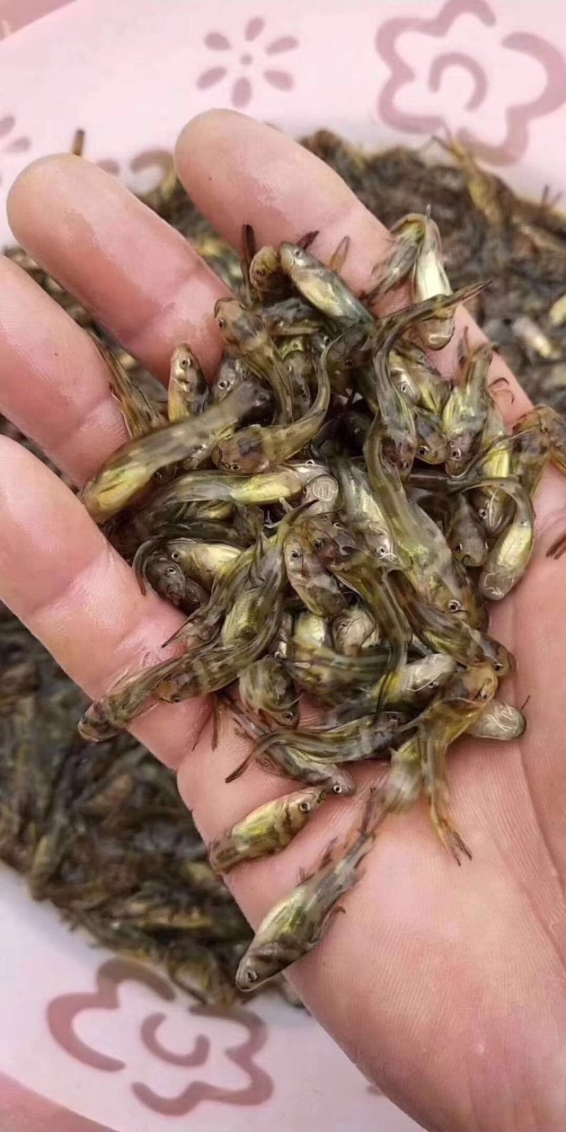 黄骨鱼，雄性黄桑黄腊丁优质鱼苗包质量