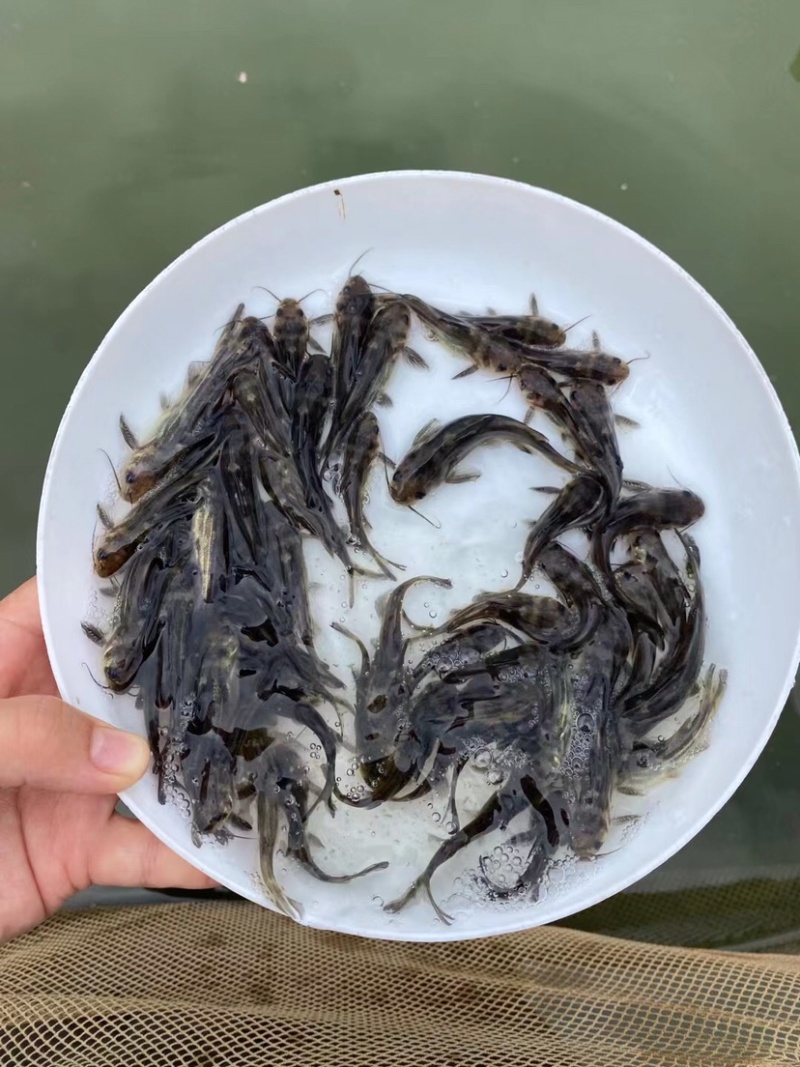 黄骨鱼，雄性黄桑黄腊丁优质鱼苗包质量