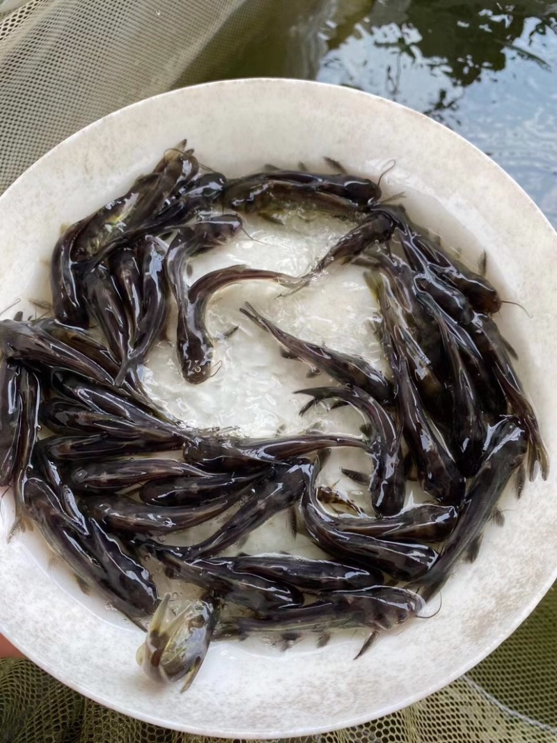 黄骨鱼，雄性黄桑黄腊丁优质鱼苗包质量