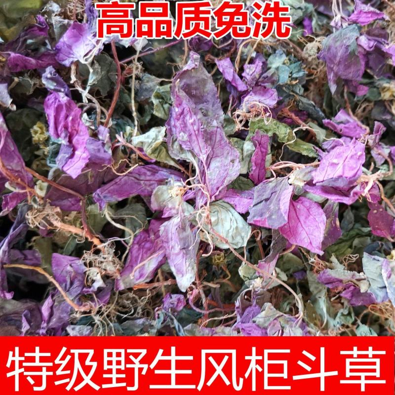 野生水洗风柜斗草福建深山风谷草特级中药材楮头红克风鼓草中