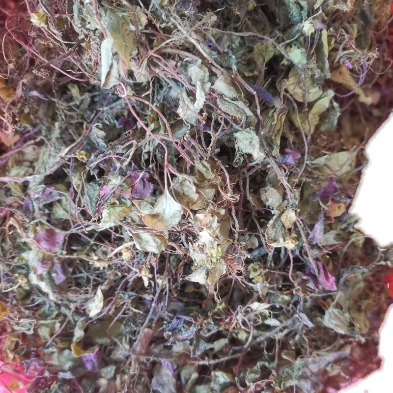 野生水洗风柜斗草福建深山风谷草特级中药材楮头红克风鼓草中