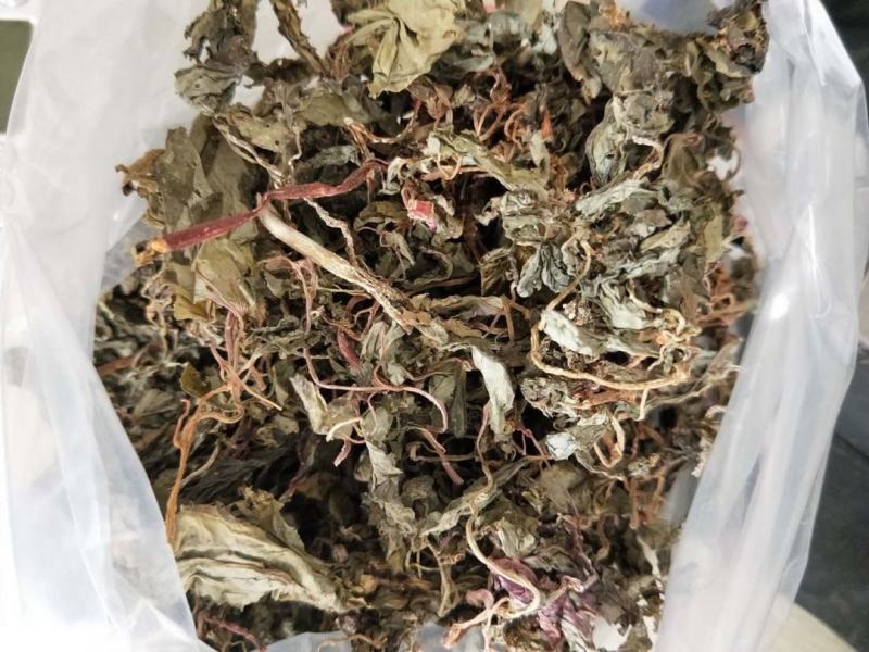 野生水洗风柜斗草福建深山风谷草特级中药材楮头红克风鼓草中