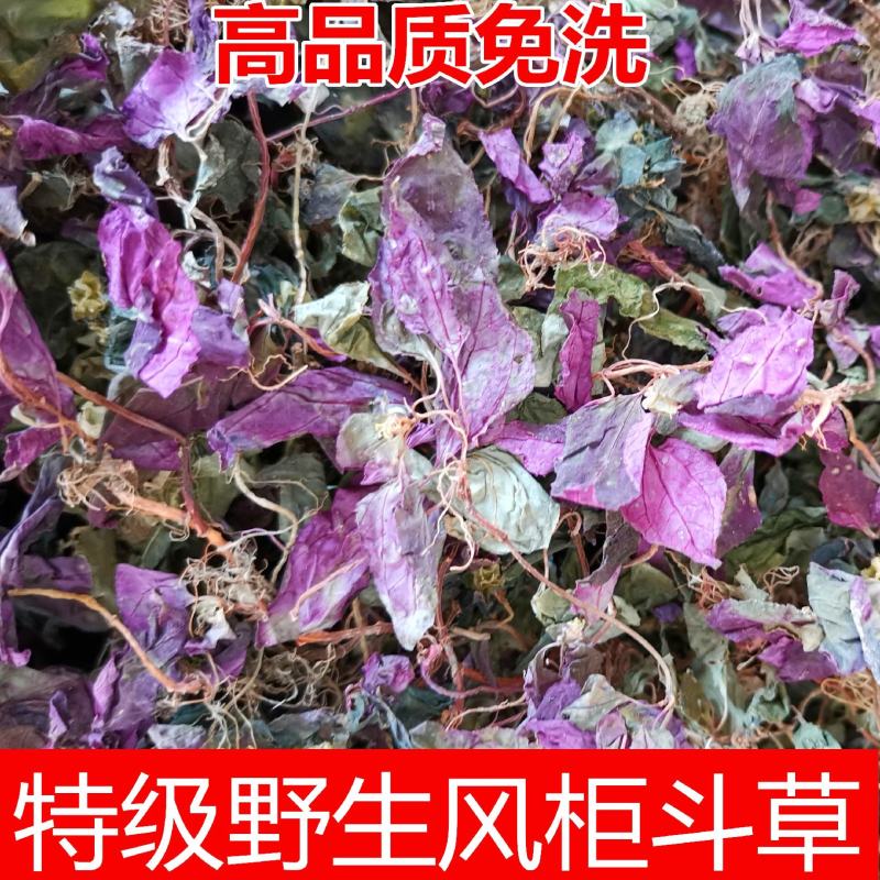 野生水洗风柜斗草福建深山风谷草特级中药材楮头红克风鼓草中