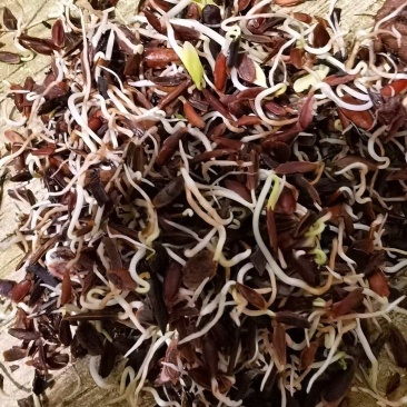 珍珠梅种子耐寒花灌木东北珍珠梅种子提供种植技术