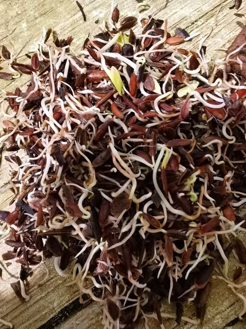 珍珠梅种子耐寒花灌木东北珍珠梅种子提供种植技术