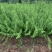 迎春种植基地自产自销货源充足价格合理常年供应