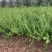迎春种植基地自产自销货源充足价格合理常年供应