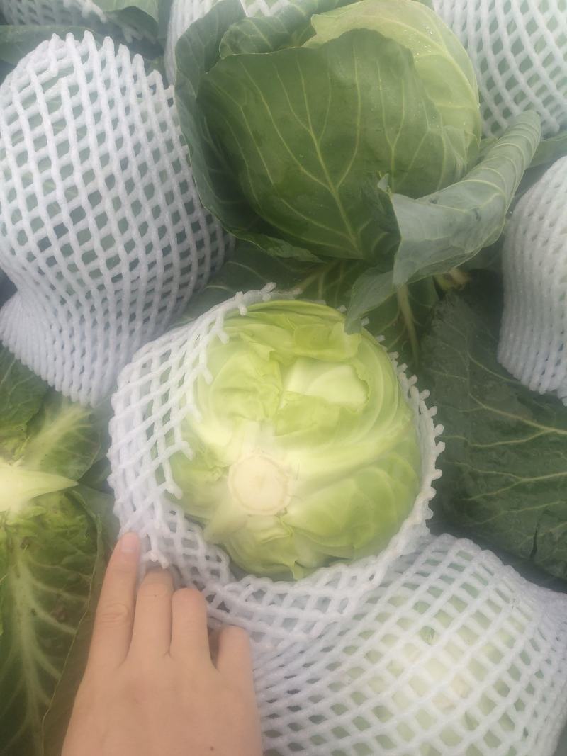 湖北甘蓝，宜城甘蓝，斯特丹甘蓝，绿旺，中甘，均有货