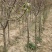 山西优质北美海棠2-3-4公分定植北美海棠一米定杆优质