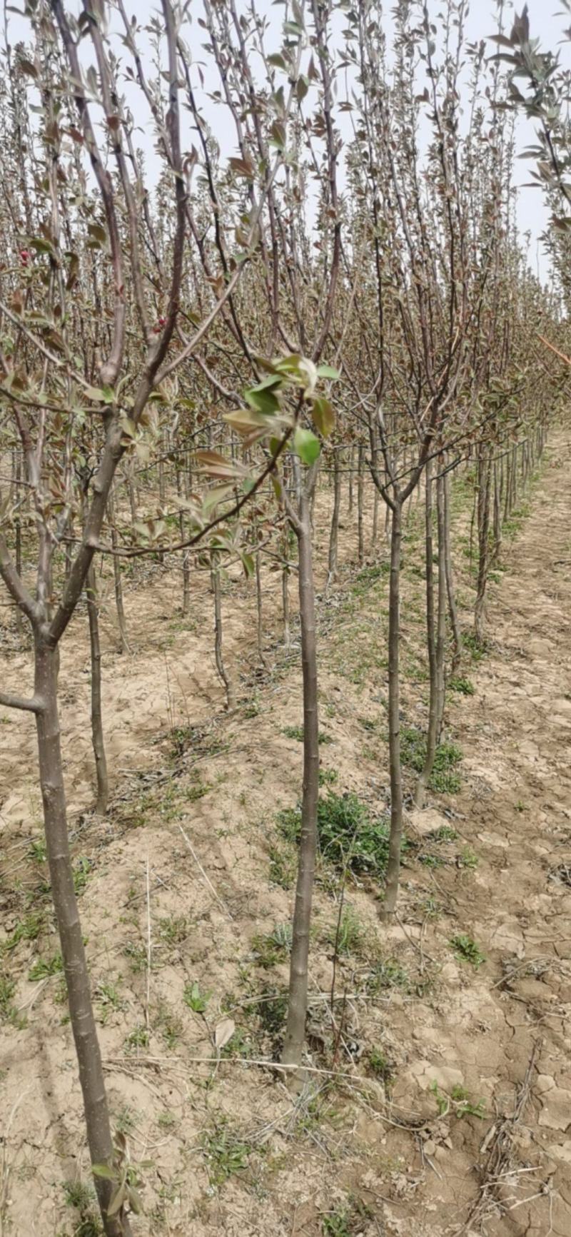 山西优质北美海棠2-3-4公分定植北美海棠一米定杆优质