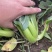 科优四季靓绿四季上海青种子净含量10-100克耐热耐雨