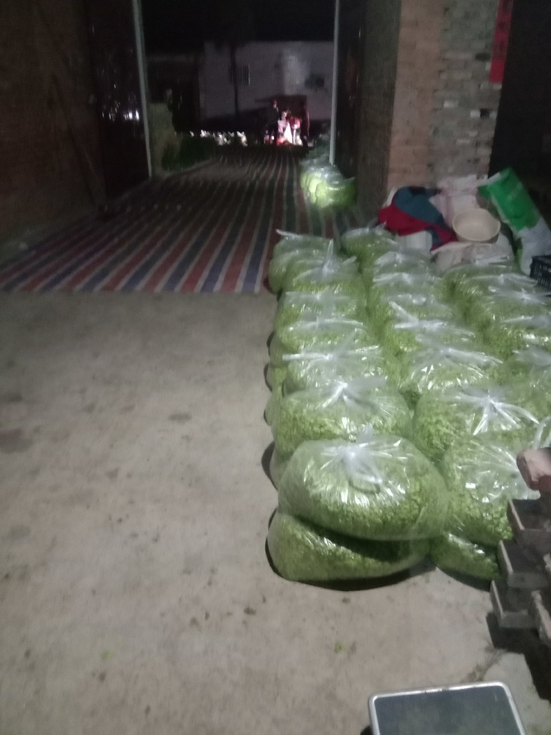 榆钱当天新鲜现货5500左右，产地直供质优价廉，日供万斤