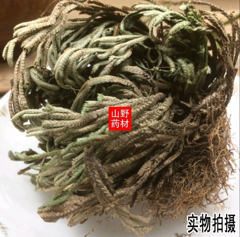 云南野生中药材卷柏九死还魂草500g包邮