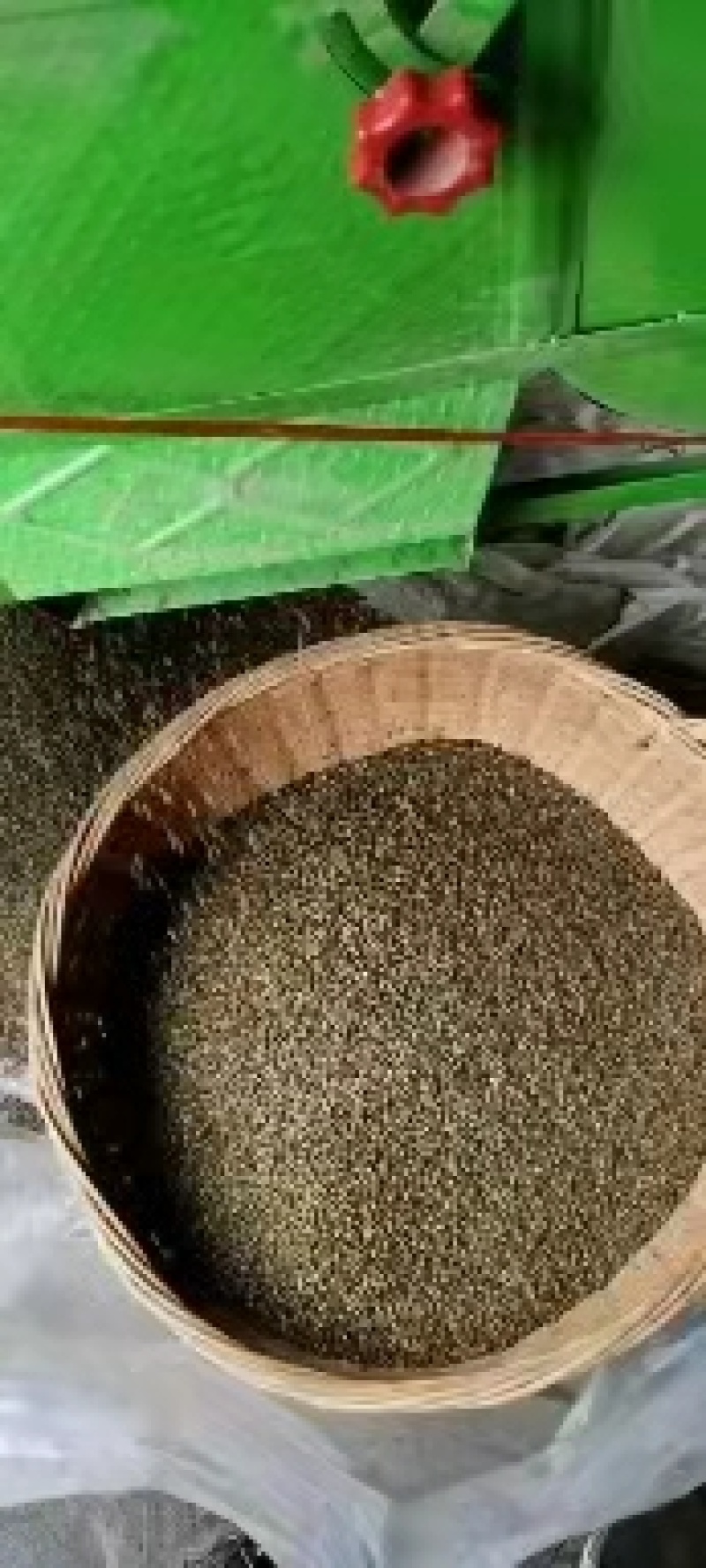 [精选]广西草决明，野生的决明子，基地直供量大从优。