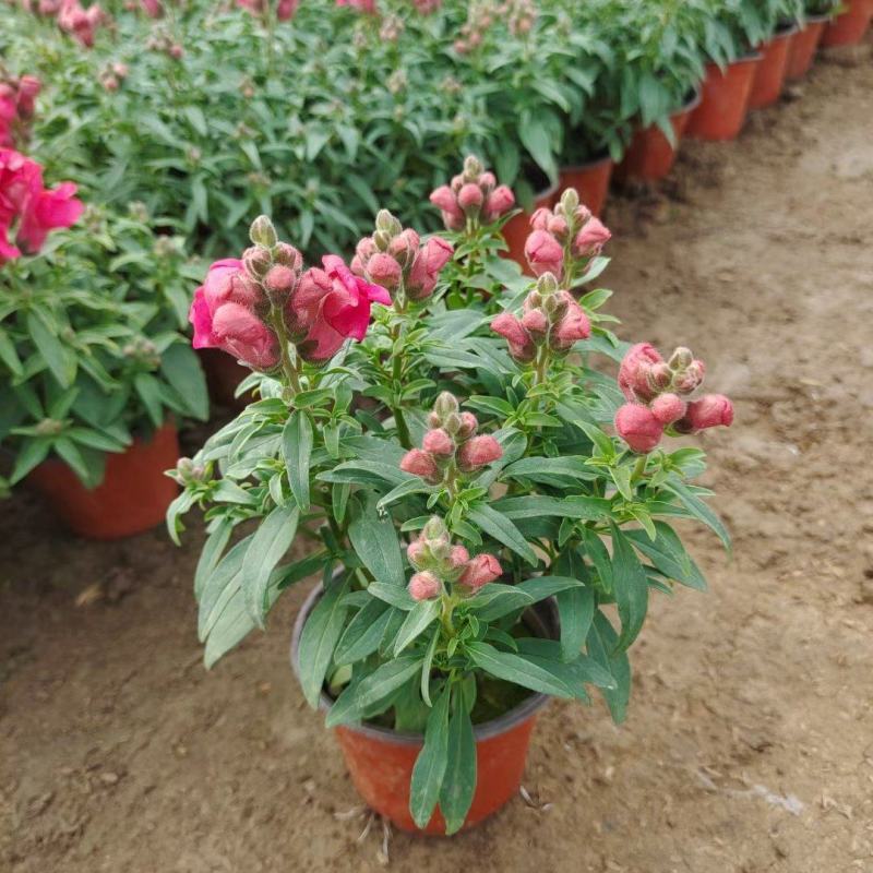 双色盆金鱼草，青州草花基地大量供应金鱼草基地直发量大