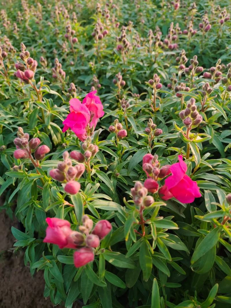 双色盆金鱼草，青州草花基地大量供应金鱼草基地直发量大