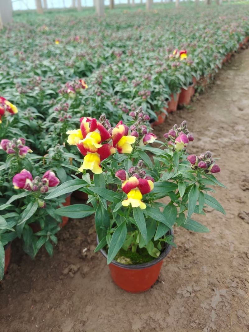双色盆金鱼草，青州草花基地大量供应金鱼草基地直发量大