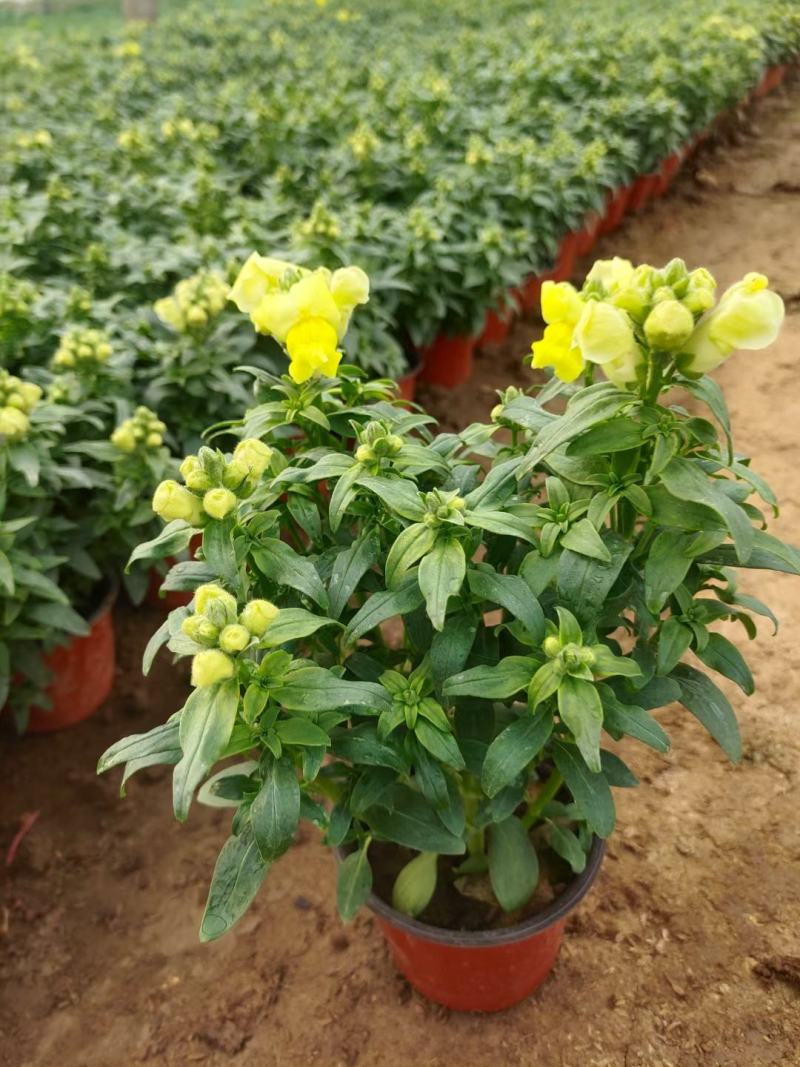 双色盆金鱼草，青州草花基地大量供应金鱼草基地直发量大