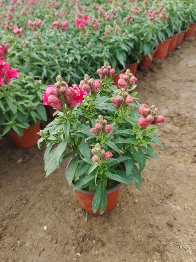 双色盆金鱼草，青州草花基地大量供应金鱼草基地直发量大