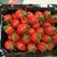【大量供应】小番茄釜山88圣女果酸甜可口，精品推荐，欢迎采购