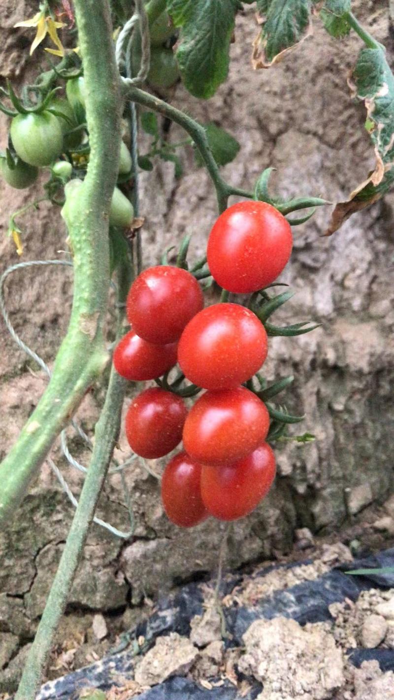 【大量供应】小番茄釜山88圣女果酸甜可口，精品推荐，欢迎采购