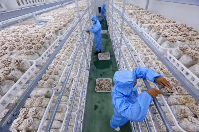 白参菇云南特色裂褶菌新鲜白参菌