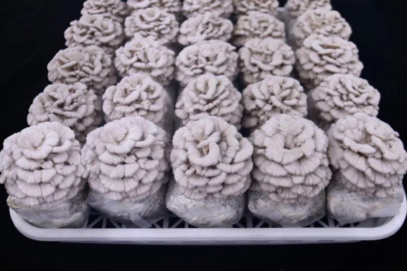 白参菇云南特色裂褶菌新鲜白参菌