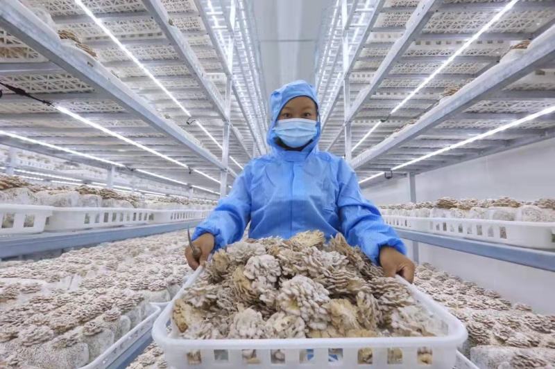 白参菇云南特色裂褶菌新鲜白参菌