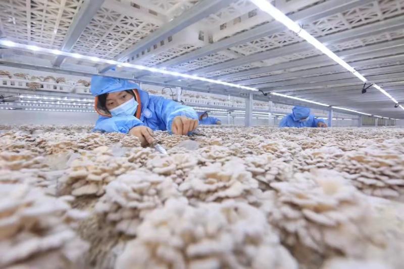 白参菇云南特色裂褶菌新鲜白参菌