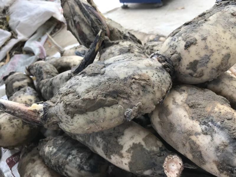 莲藕苗出售成活率高现挖现发，按量批发，需要联系我吧