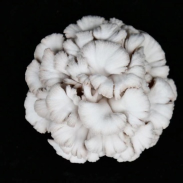 白参菇云南特色裂褶菌新鲜白参菌
